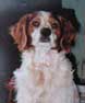 photo du chien OSCAR